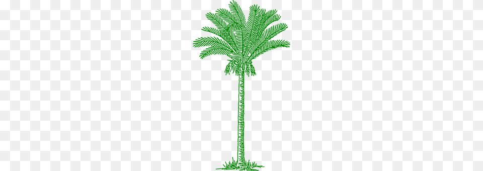 Palmtree Palm Tree, Plant, Tree, Vegetation Free Png