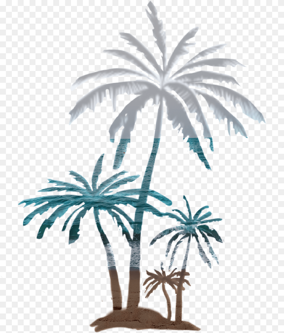 Palmtree Beach Beautiful Panorama Coconut Palm Attalea Speciosa, Palm Tree, Plant, Tree, Leaf Png