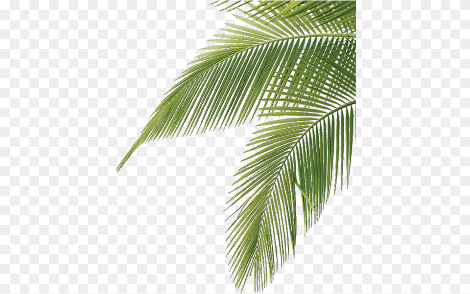 Palmtree Cute Aesthetic Leaves Tropical Palm Tree Leaves, Leaf, Palm Tree, Plant, Vegetation Png Image