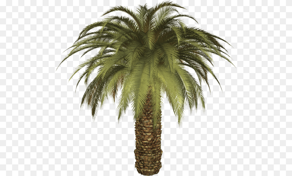 Palmtree Download Date Palm Background, Palm Tree, Plant, Tree Free Transparent Png