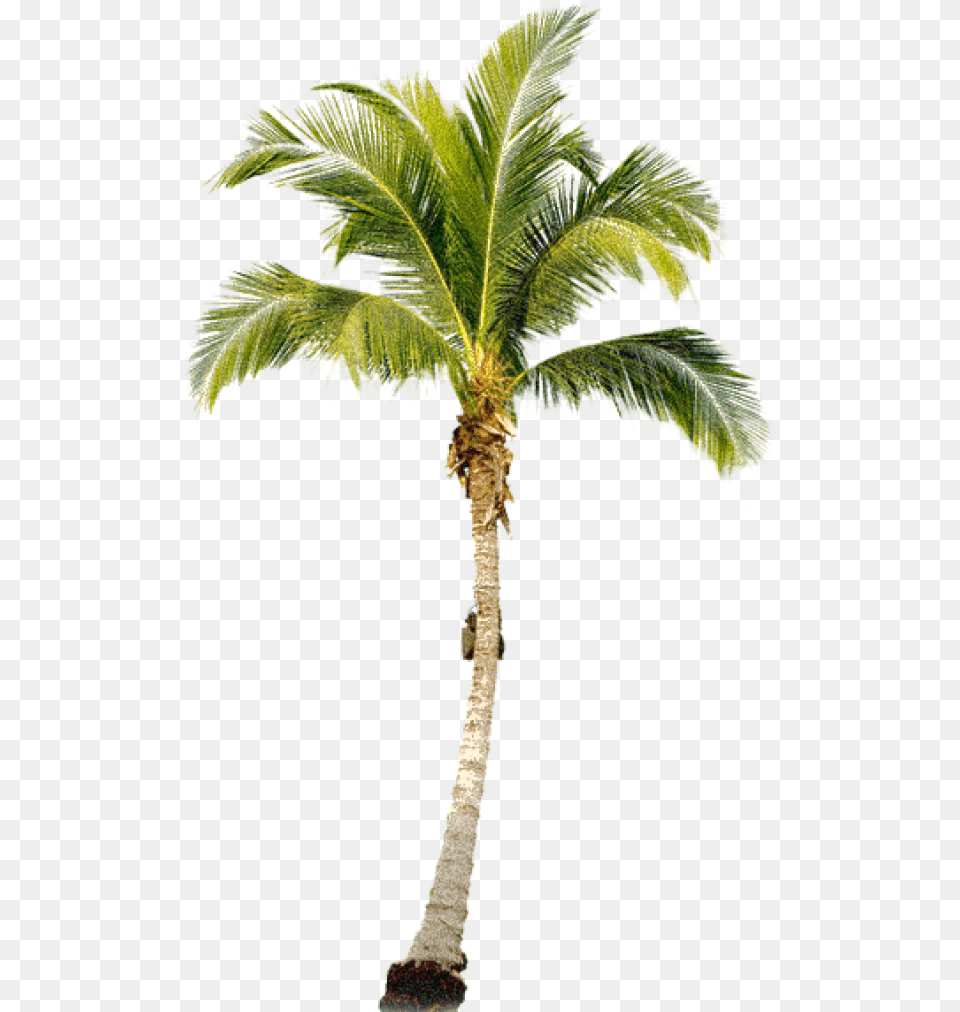 Palmtree Free Download Palm Tree Transparent, Leaf, Palm Tree, Plant Png Image