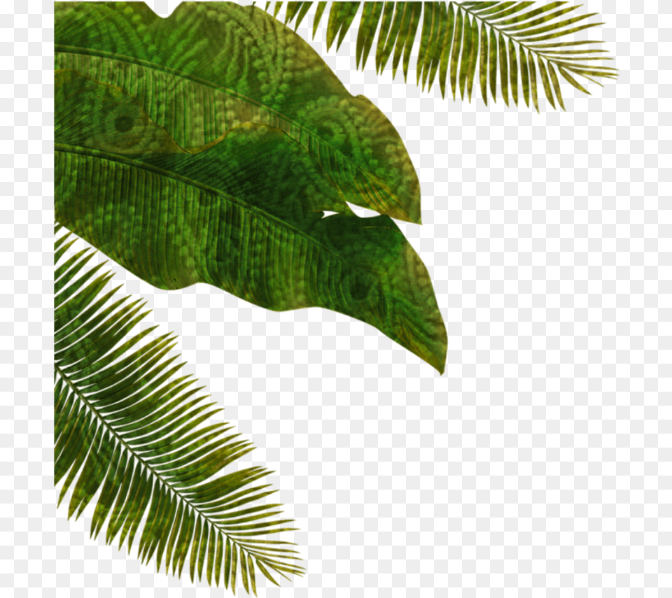 Palmtree Palm Leaves Fantasy Nature Green Nature Fantasy, Fern, Leaf, Plant, Tree Png