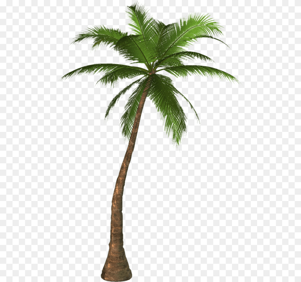 Palmtree Palm Tree, Palm Tree, Plant, Leaf Free Png