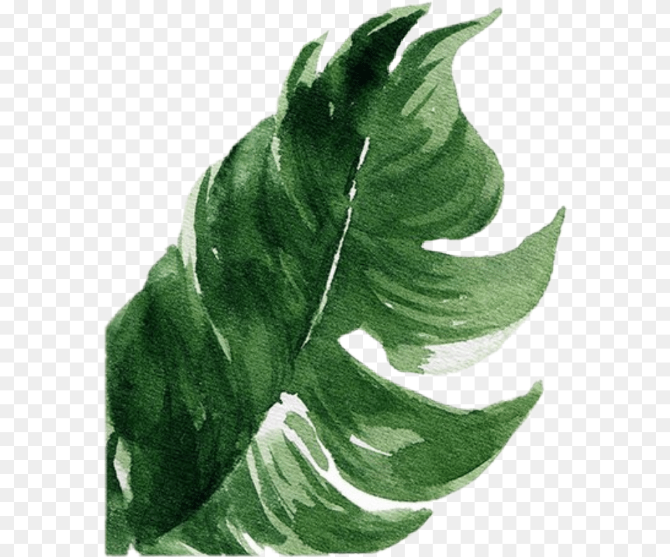 Palmtreeleaves Palmtree Tropical Leaves Tropicalleaves Illustration, Fern, Leaf, Plant Free Transparent Png