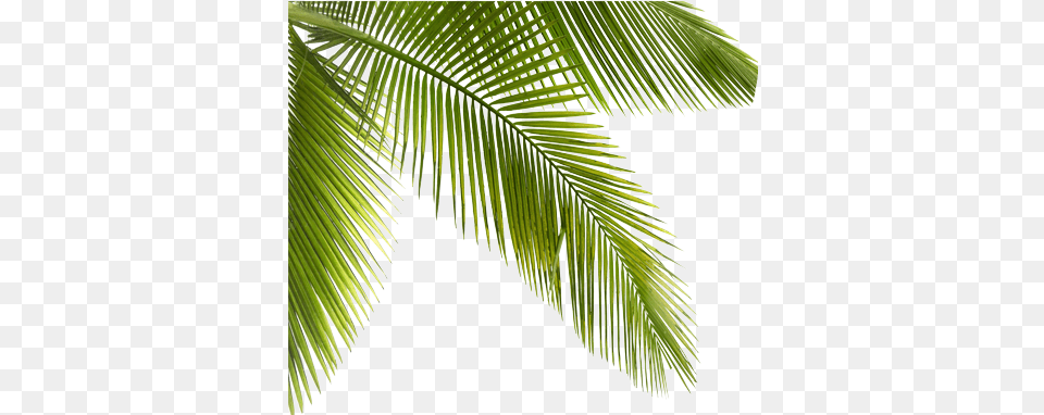 Palmtrees Palms Plants Trees Forest Plants, Vegetation, Tree, Plant, Palm Tree Png