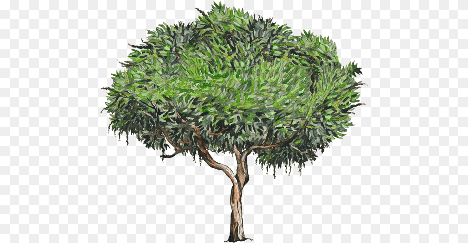 Palo De Mango Dibujo, Plant, Tree, Vegetation, Oak Free Png Download