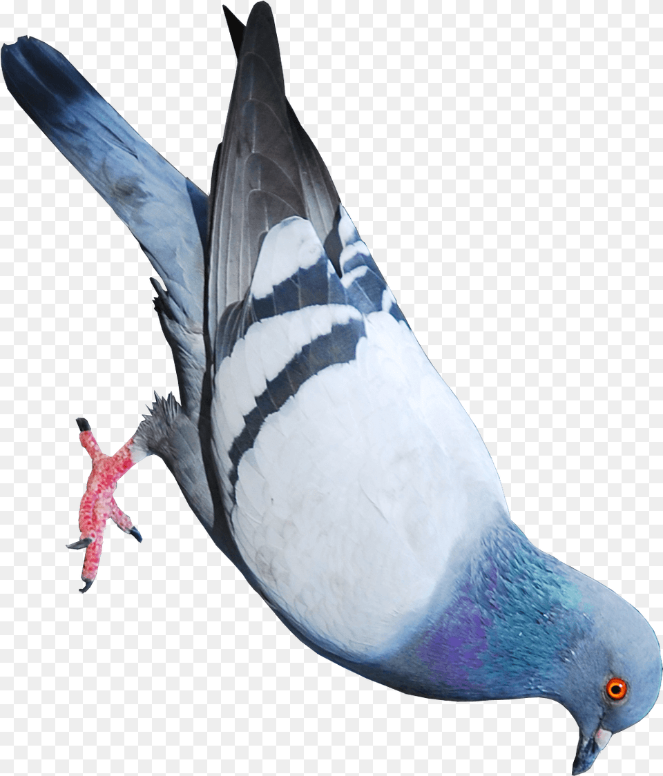 Paloma, Animal, Bird, Pigeon, Dove Png
