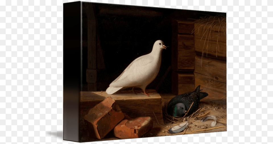 Paloma Blanca Rock Dove, Animal, Bird, Pigeon Free Png