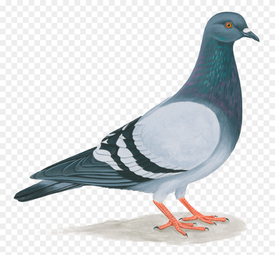 Paloma Domstica Paloma De Puerto Rico, Animal, Bird, Pigeon, Dove Free Png