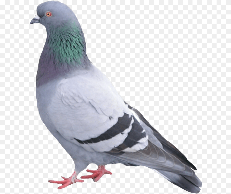 Paloma Palomapopo Palomas Palomaurbana Pigeon Bird, Animal, Dove Free Png Download