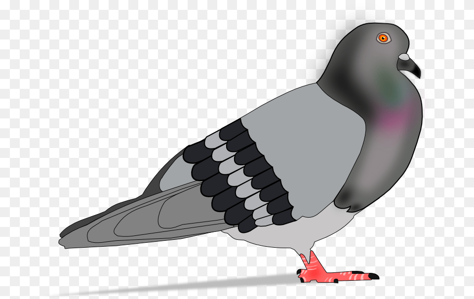 Paloma Rock Dove, Animal, Bird, Pigeon, Fish Free Png Download