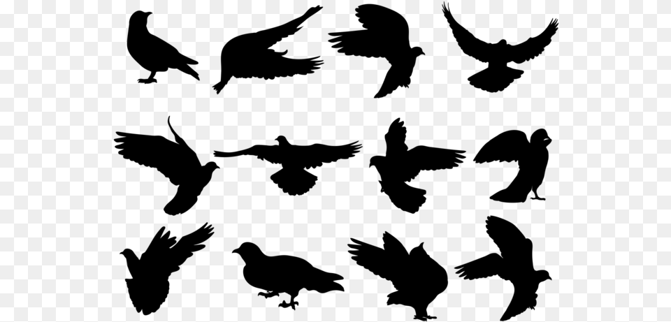 Paloma Silhouettes Vector Vectores Palomas, Gray Png