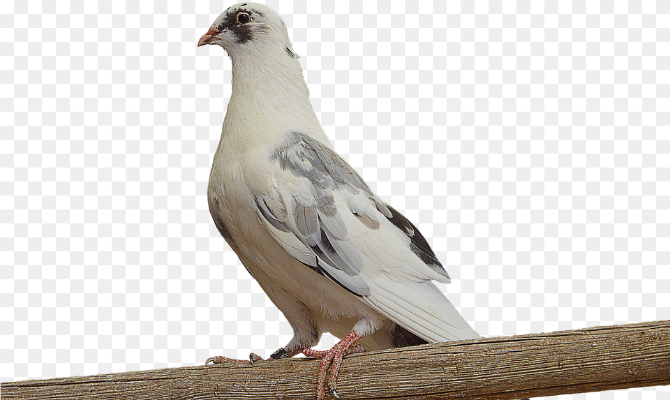 Paloma White Dove Dove On Branch Ave Feathers Dove On A Branch, Animal, Bird, Pigeon Free Png Download