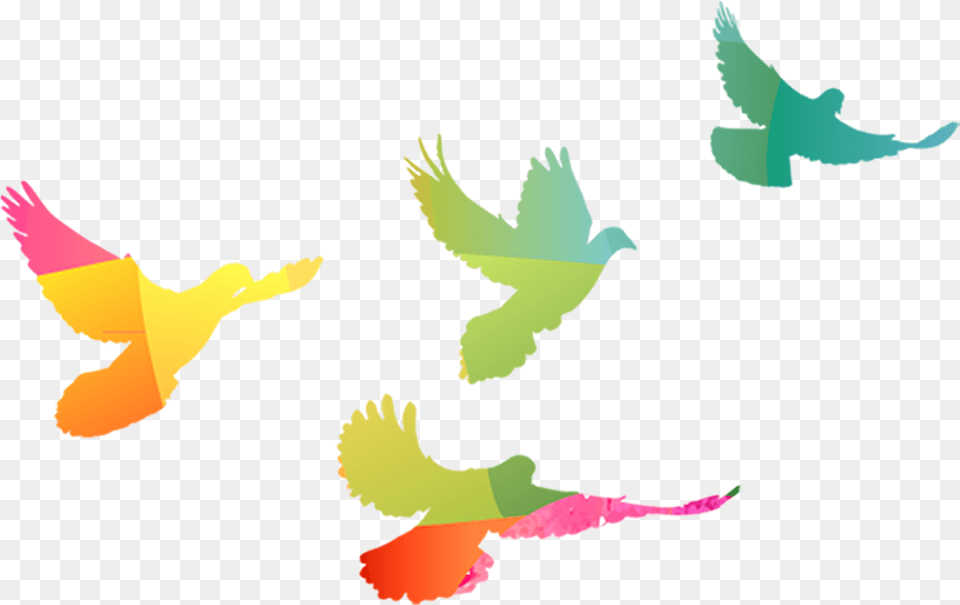 Palomas En Color Oro, Animal, Baby, Bird, Person Free Transparent Png