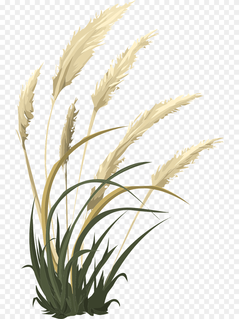 Pampas, Grass, Plant, Reed, Agropyron Free Png Download