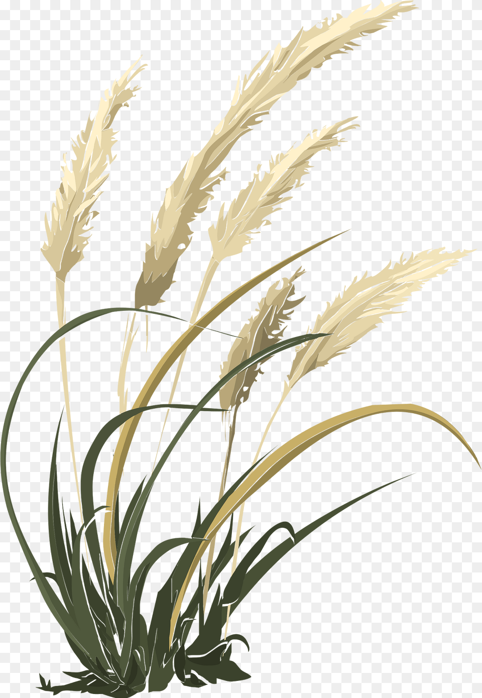 Pampas Clipart, Grass, Plant, Reed, Vegetation Free Transparent Png