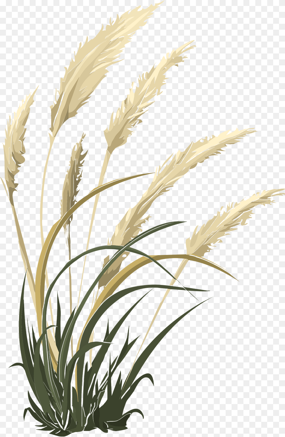 Pampas Clipart, Grass, Plant, Reed, Vegetation Free Png