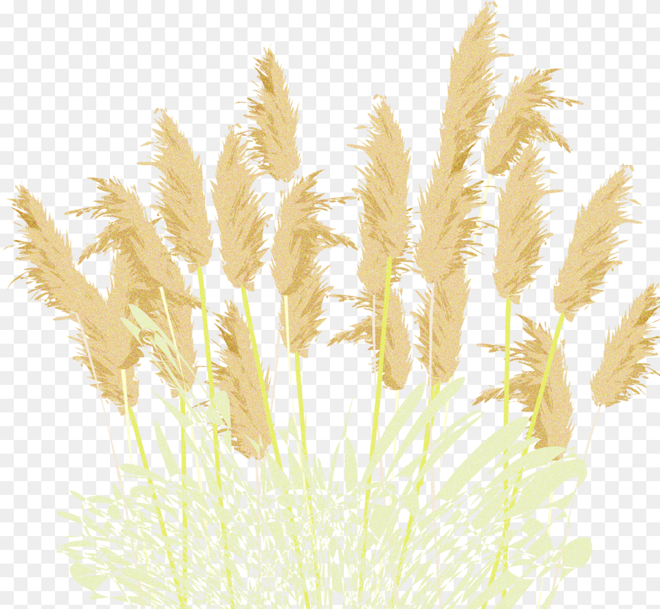 Pampasgrass, Grass, Plant, Reed Free Png Download