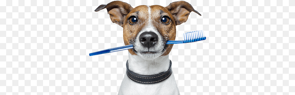 Pampered Pup Treatment Dog Writing, Brush, Device, Tool, Animal Png Image