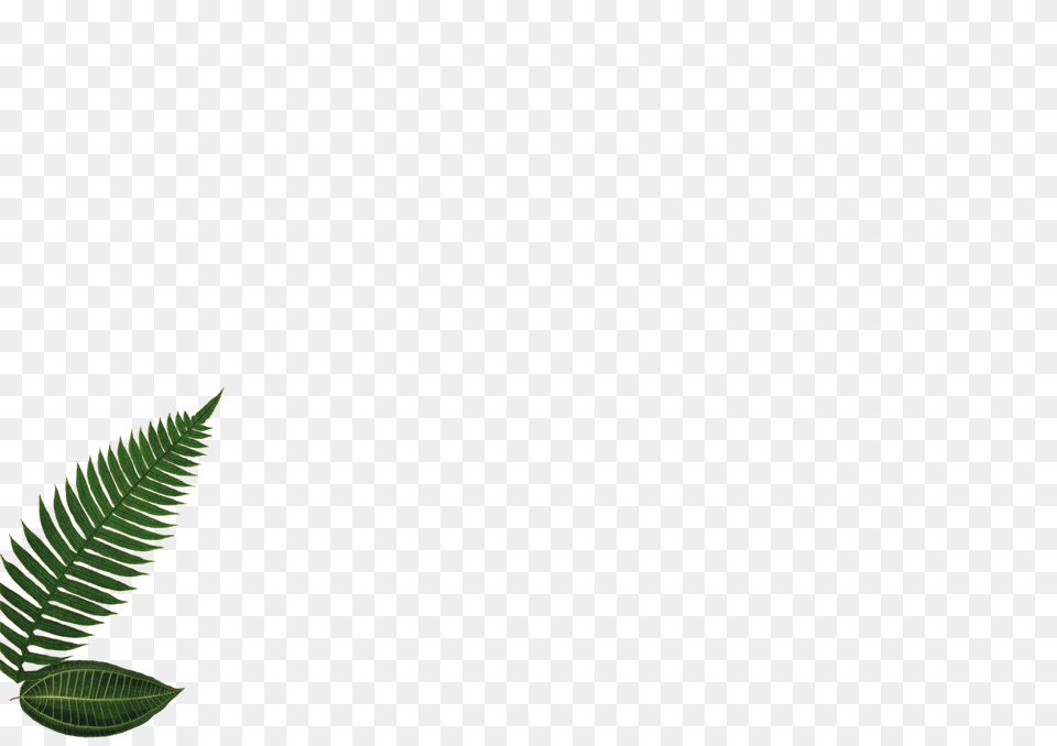 Panama Website Leaves Pages Panama, Vegetation, Plant, Leaf, Herbs Png