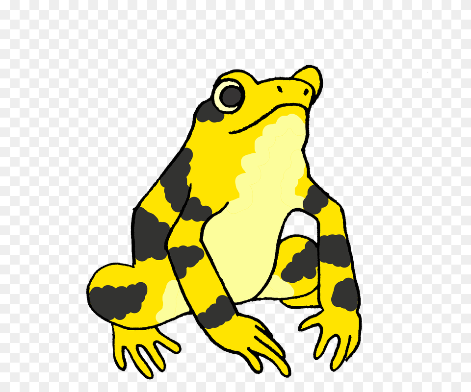 Panamanian Golden Frogs, Amphibian, Animal, Frog, Wildlife Png