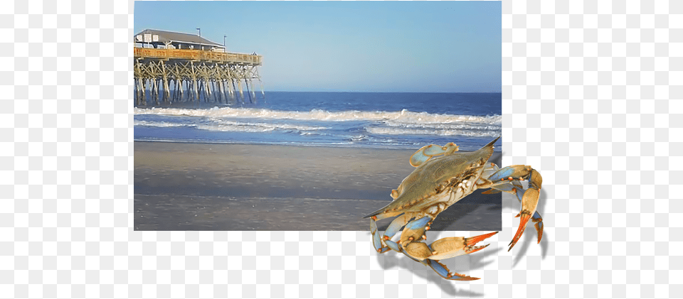Pancake Cabin May Have Started In The Smoky Chesapeake Blue Crab, Waterfront, Water, Pier, Food Free Transparent Png