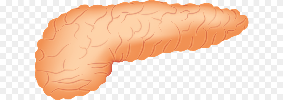 Pancreas Food Free Transparent Png