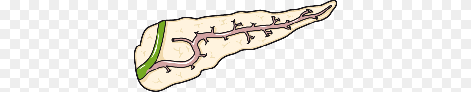 Pancreas, Animal, Fish, Sea Life, Shark Free Transparent Png