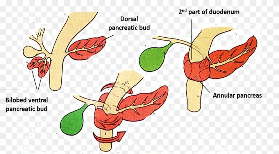Pancreas Annular Dorsal Ventral Pancreatic Buds, Leaf, Plant, Herbal, Herbs Free Png Download