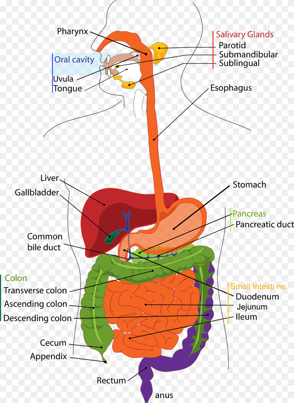 Pancreas Healing Herbs Digestive System Diagram Cartoon Png Image