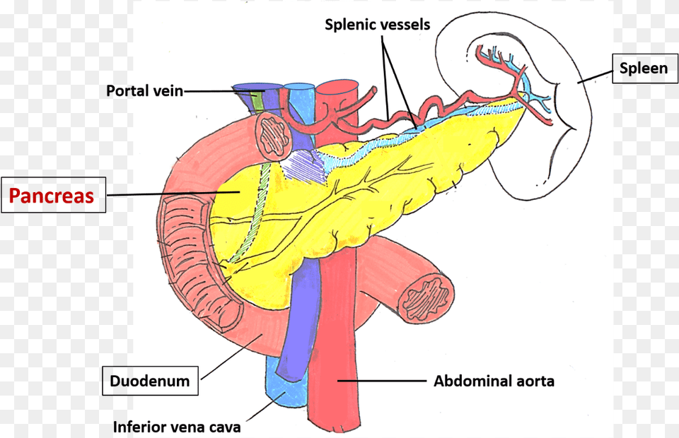 Pancreas Location, Baby, Person, Chart, Plot Free Png Download