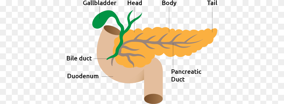 Pancreas Pancreas For Kids Free Png Download