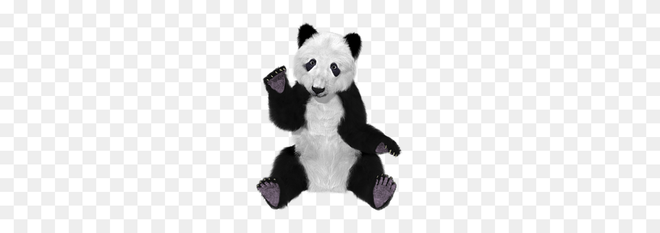 Panda Animal, Mammal, Rat, Rodent Free Png Download