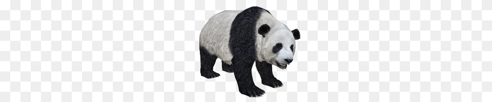 Panda, Animal, Bear, Giant Panda, Mammal Free Png