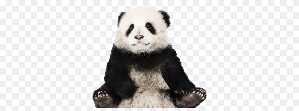 Panda, Animal, Bear, Giant Panda, Mammal Png Image