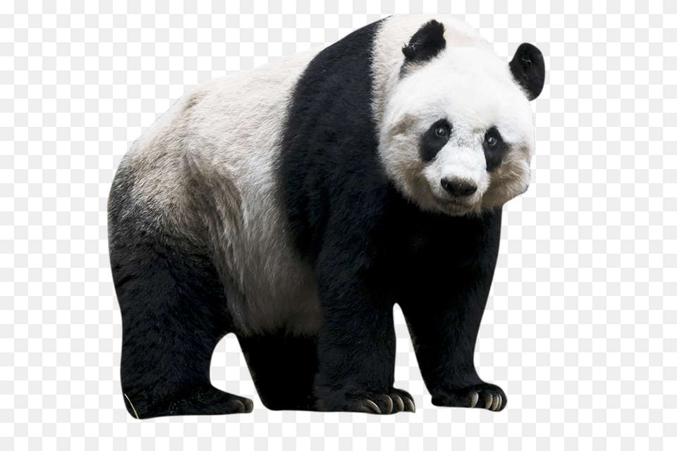 Panda, Animal, Bear, Giant Panda, Mammal Free Png Download