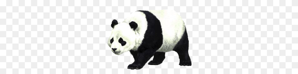 Panda, Animal, Bear, Giant Panda, Mammal Png Image