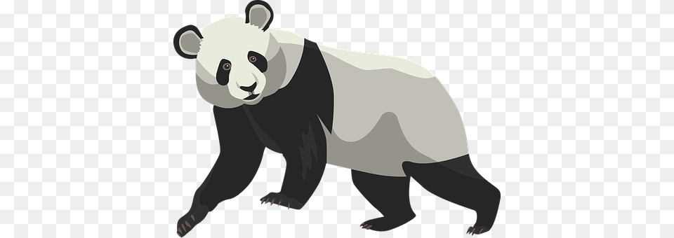 Panda Animal, Mammal, Wildlife, Baby Free Transparent Png