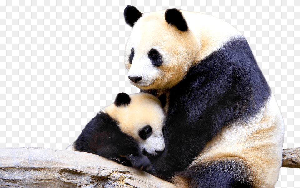 Panda, Animal, Bear, Giant Panda, Mammal Png Image