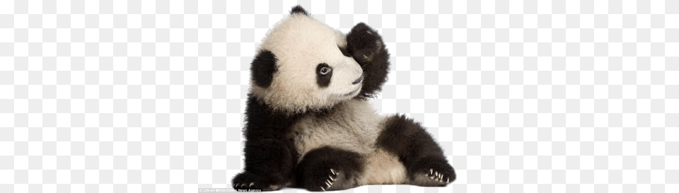 Panda, Animal, Bear, Giant Panda, Mammal Png Image
