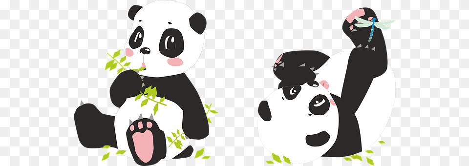 Panda Head, Face, Person, Animal Png Image