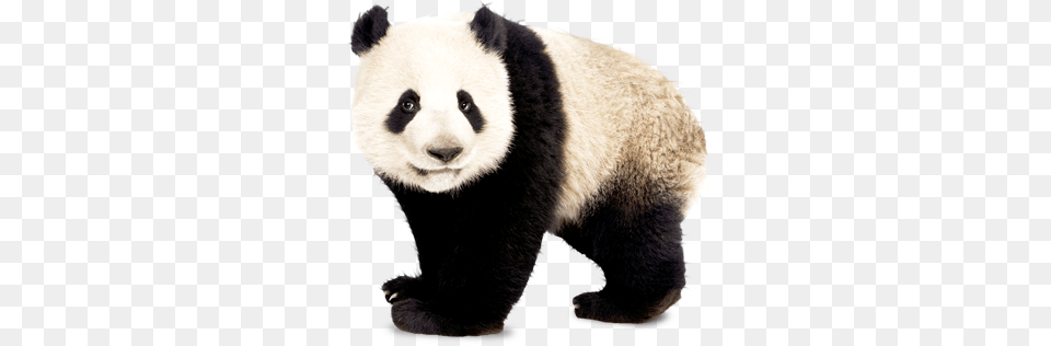 Panda, Animal, Bear, Giant Panda, Mammal Free Png Download