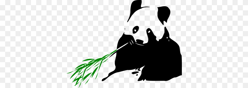 Panda Conifer, Plant, Tree, Food Png Image