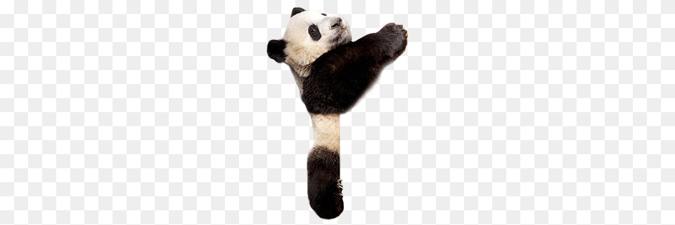 Panda, Animal, Bear, Giant Panda, Mammal Png