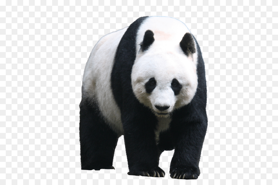 Panda, Microscope Png