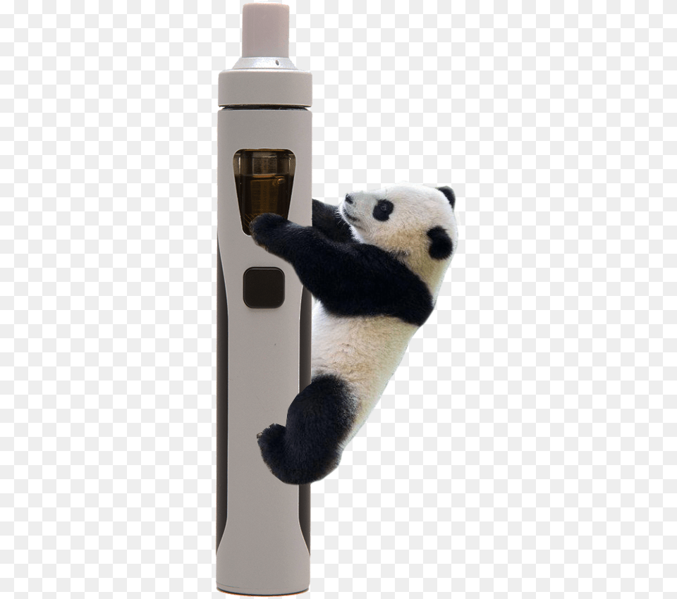 Panda 710 Is The Latest In Vape Elegance Panda, Animal, Bear, Giant Panda, Mammal Free Transparent Png