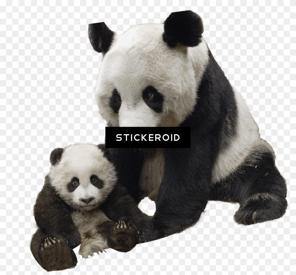 Panda And Baby Giant Panda, Animal, Bear, Giant Panda, Mammal Free Png Download