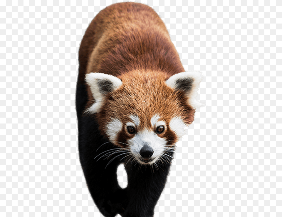 Panda Animal Bear Cute Baby Red Panda Transparent Background, Mammal, Lesser Panda, Wildlife, Canine Png Image
