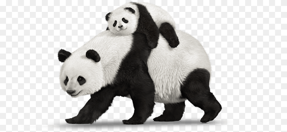 Panda Animal Bear Transparent Real Panda, Mammal, Wildlife, Giant Panda Png Image