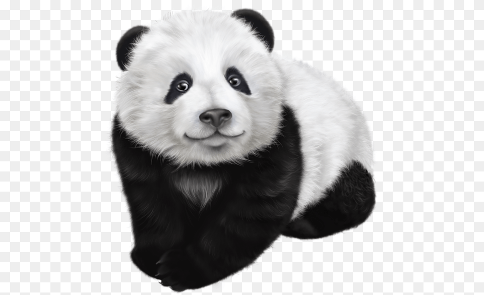 Panda Animal Images Bear Black And White Panda Drawing, Canine, Dog, Mammal, Pet Free Png